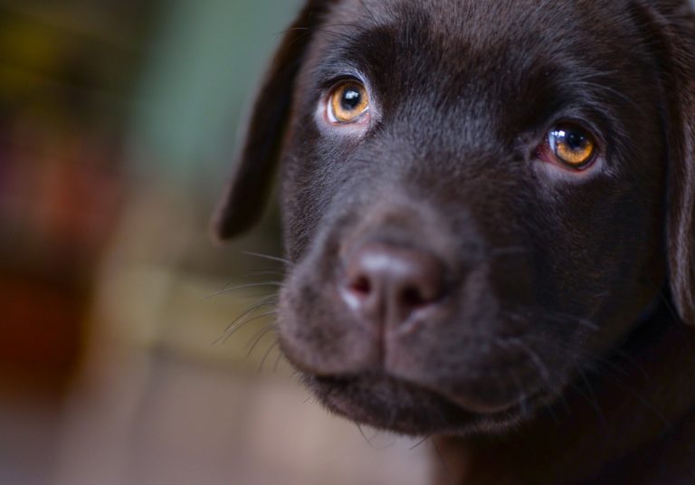 puppy-eyes